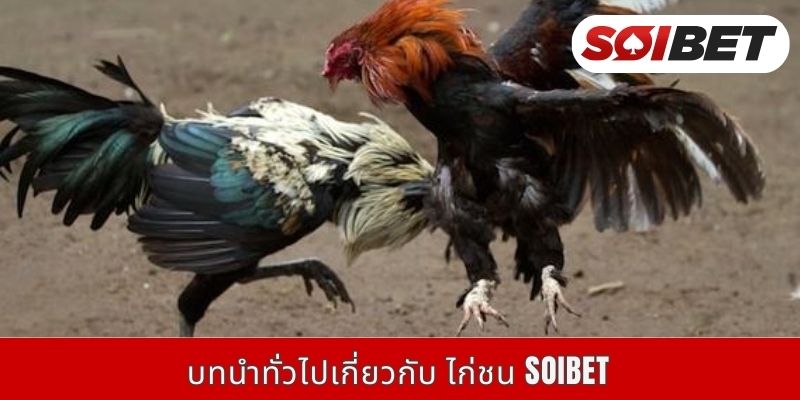 บทนำทั่วไปเกี่ยวกับ ไก่ชน Soibet
