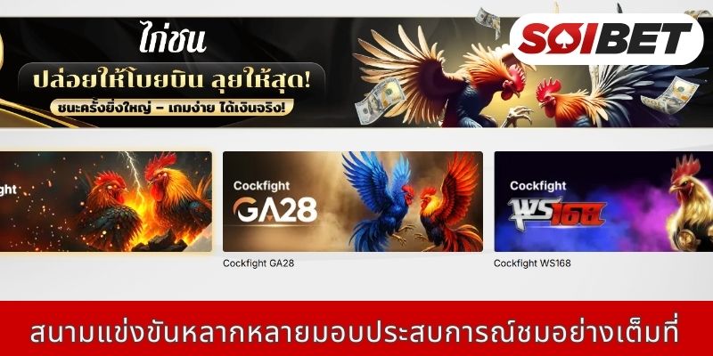 สนามแข่งขันหลากหลายมอบประสบการณ์ชมอย่างเต็มที่ Soibet สนามไก่ชนออนไลน์