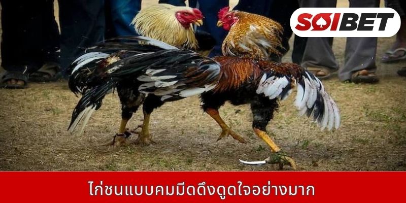 ไก่ชนแบบคมมีดดึงดูดใจอย่างมาก Soibet สนามไก่ชนออนไลน์